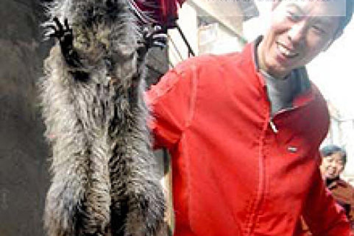 Самая огромная крыса в мире