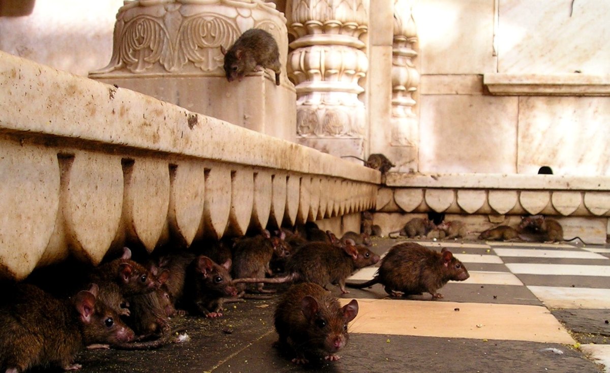 Крыса в Подмосковье большая