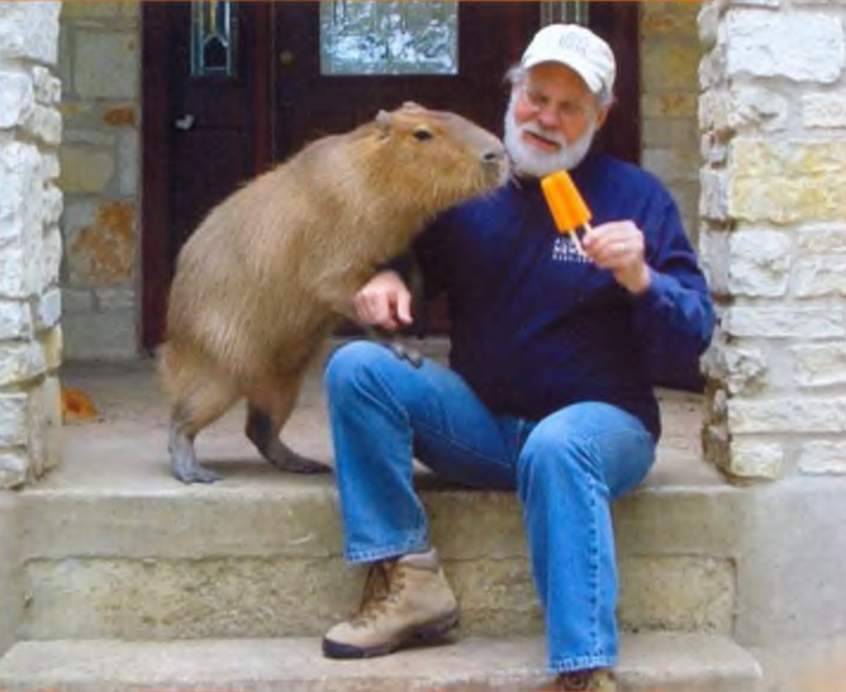 Крыса метис