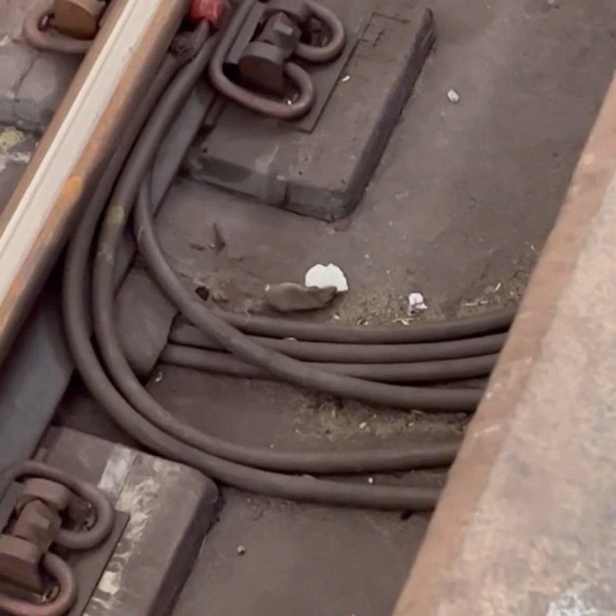 Гигантские крысы в Московском метро