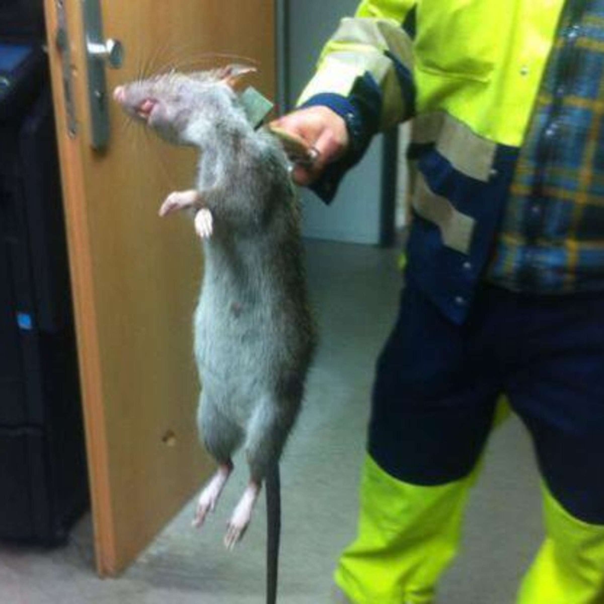 Крысы в метро Московском метро