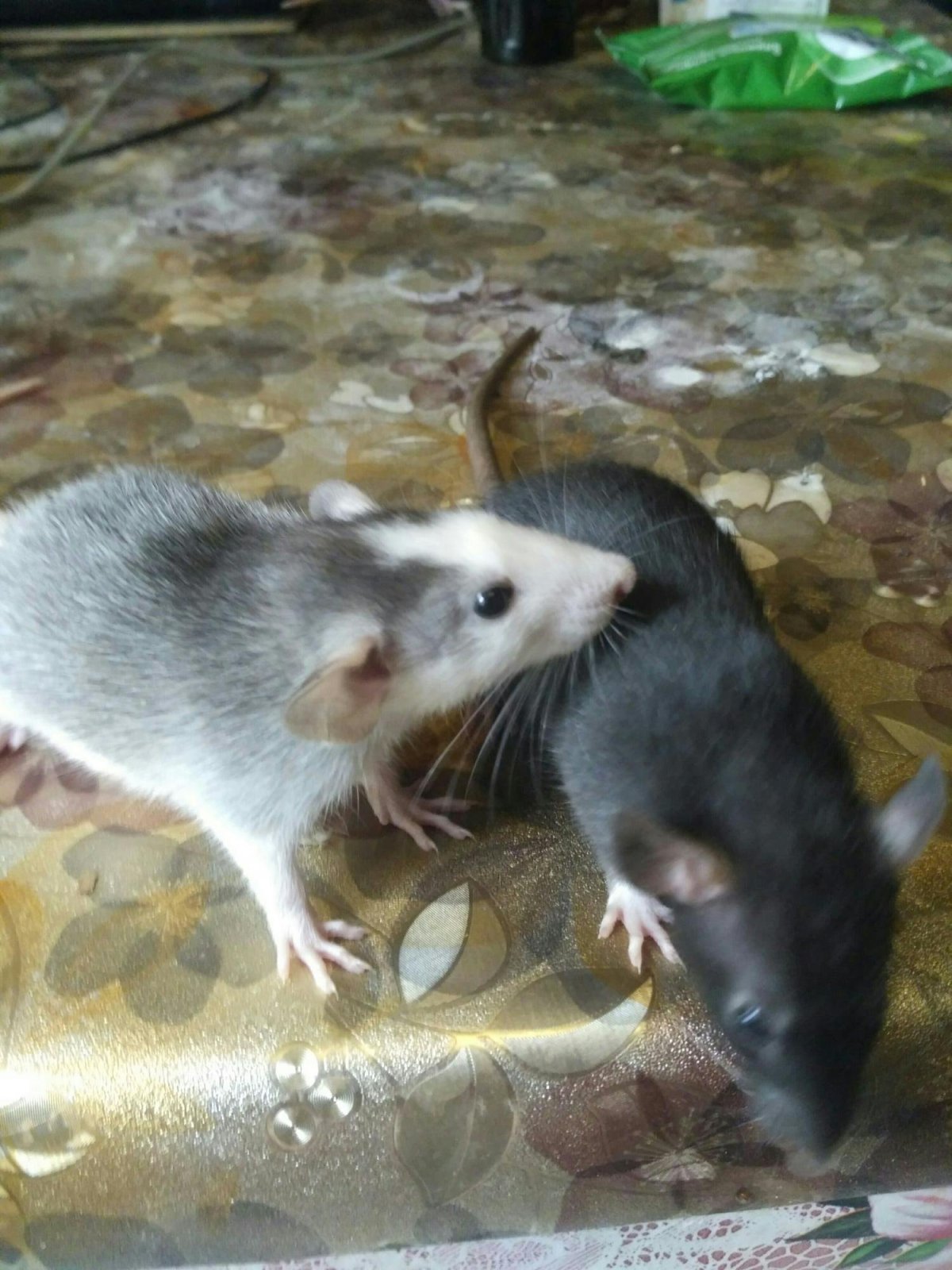 Крысы мутанты в Московском метро