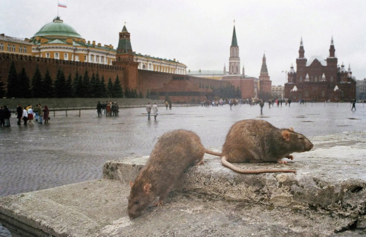 Гигантская крыса МУТАНТ