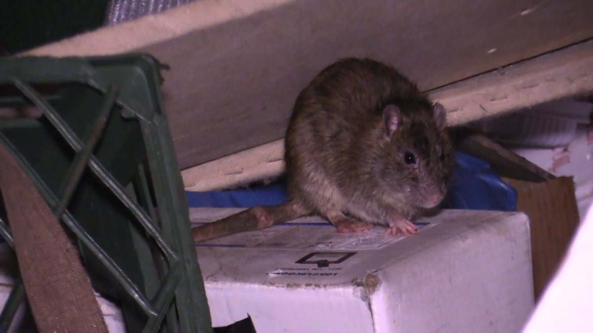 Большие крысы в Московском метро