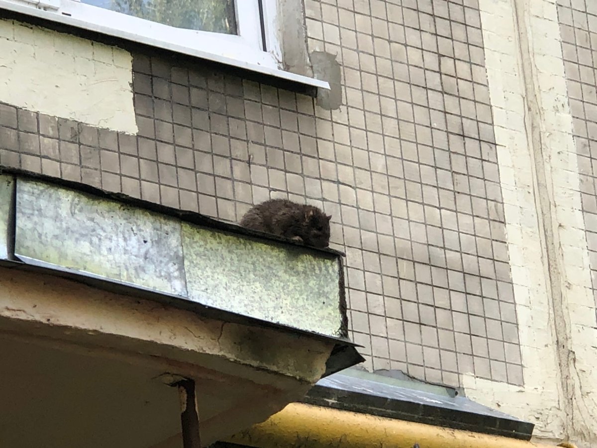 Крыса в коллективе