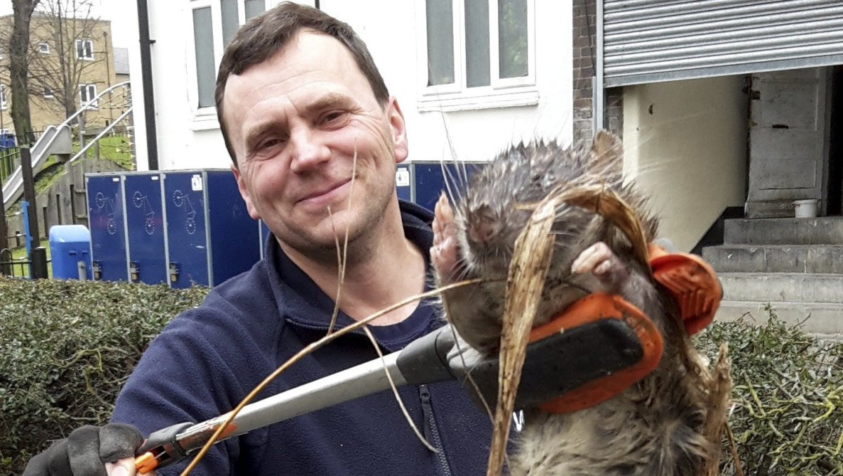 Самая большая крыса в Московском метрополитене