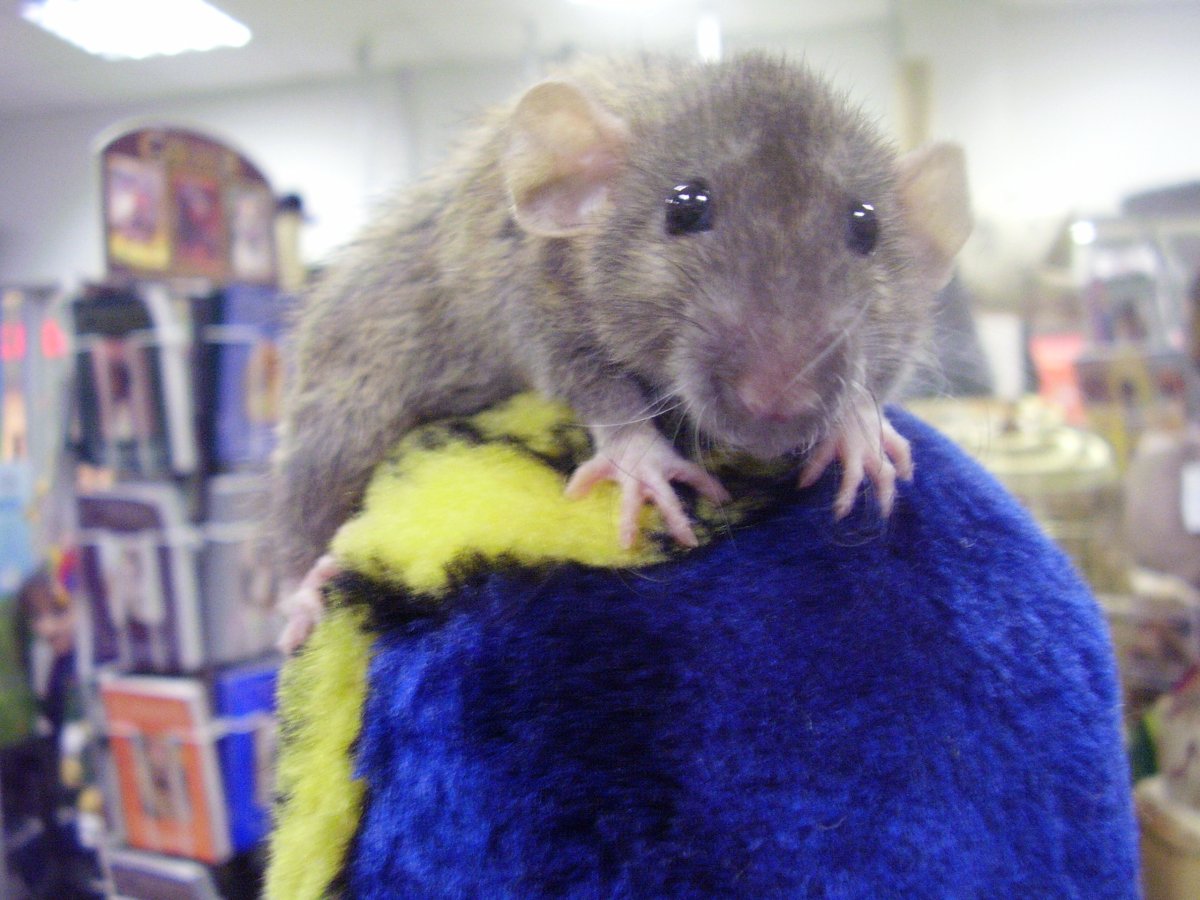 Бездомные собаки в метро