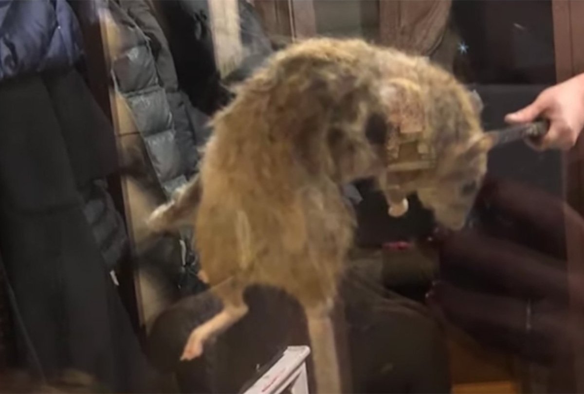 Самая большая крыса в Московском метро