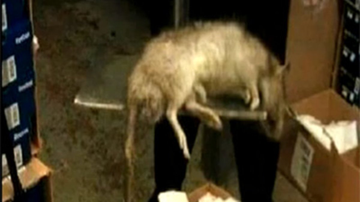 Собаки в Московском метро