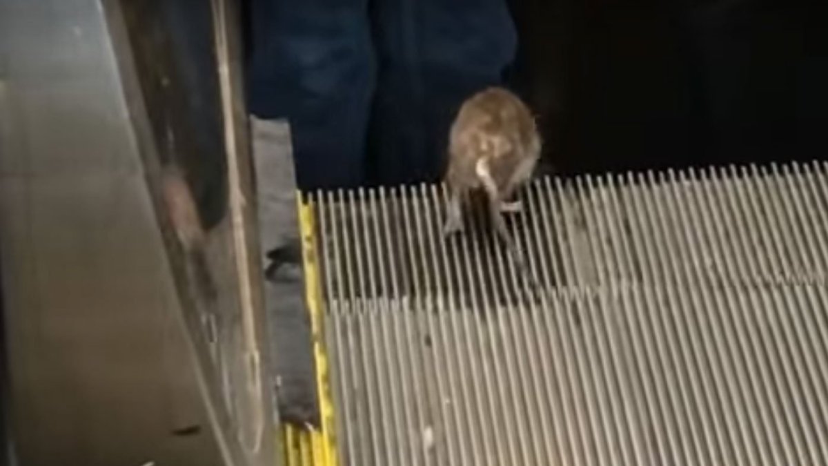 Крыса гигант в метро Московском