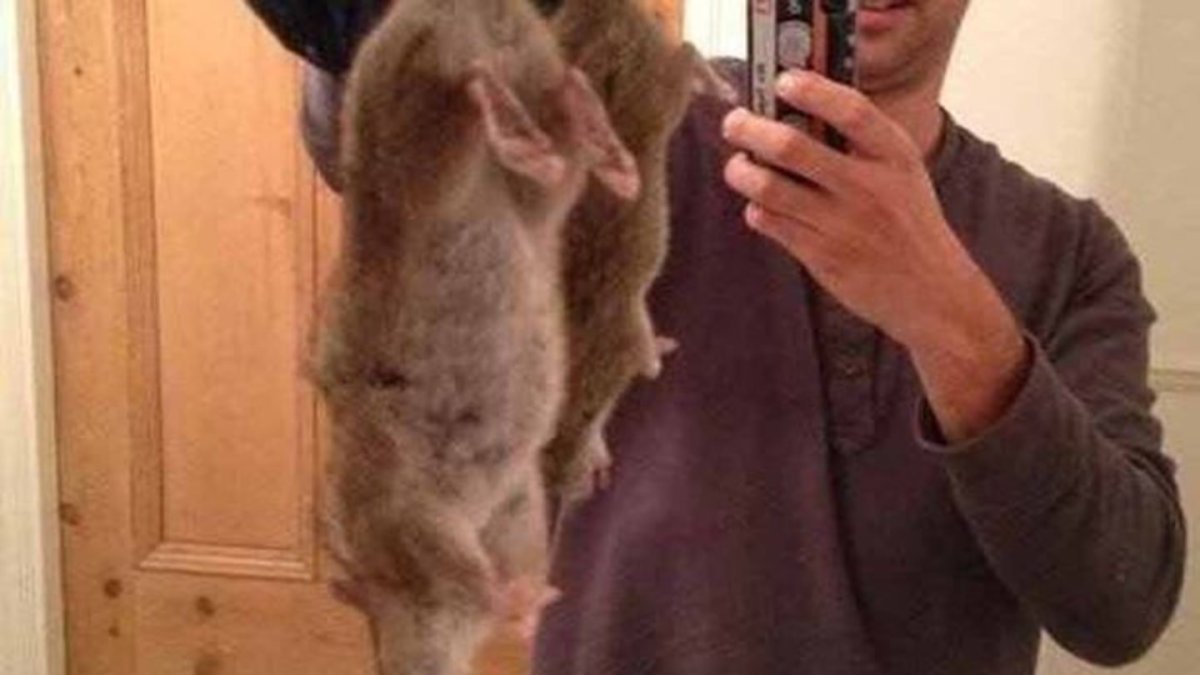 Тростниковые крысы триономииды