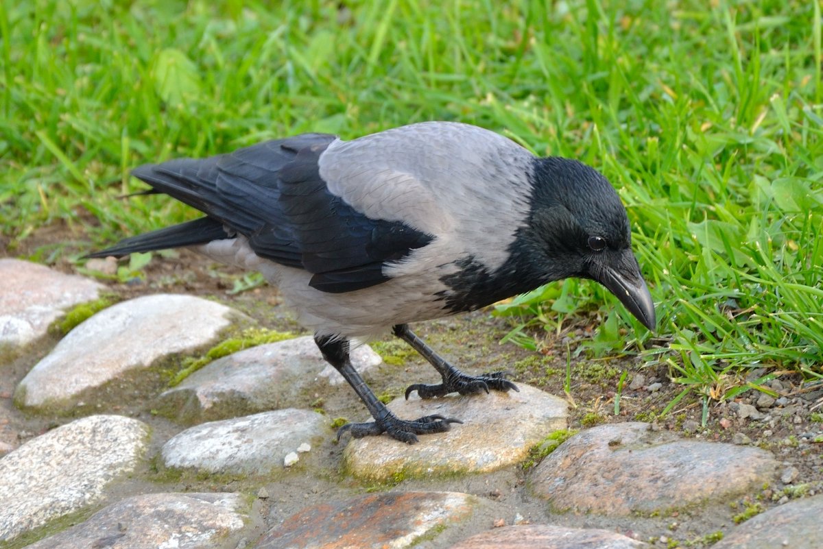 Большеклювая ворона