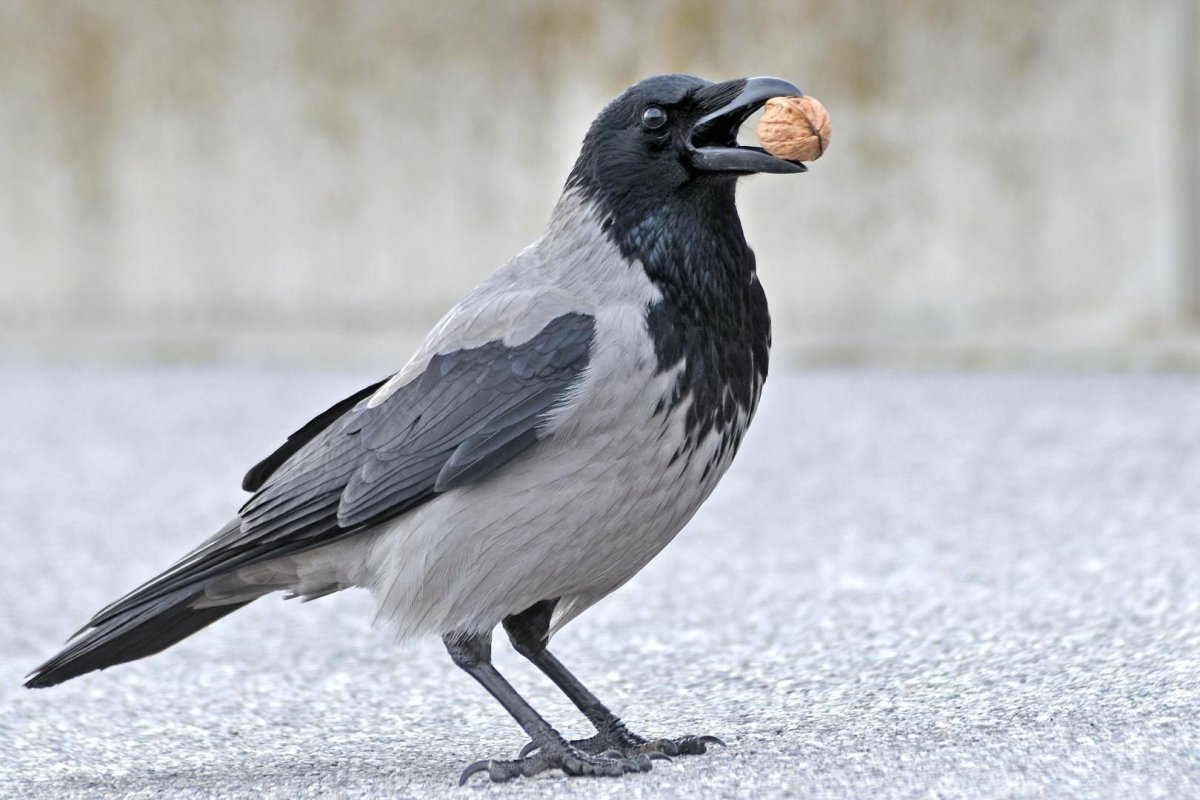 Серая ворона молодая