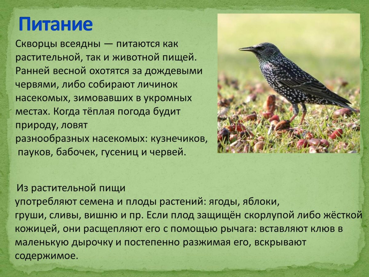 Ворона серая систематика