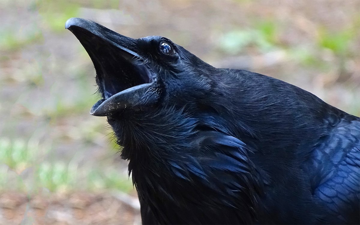 Ворон клюет