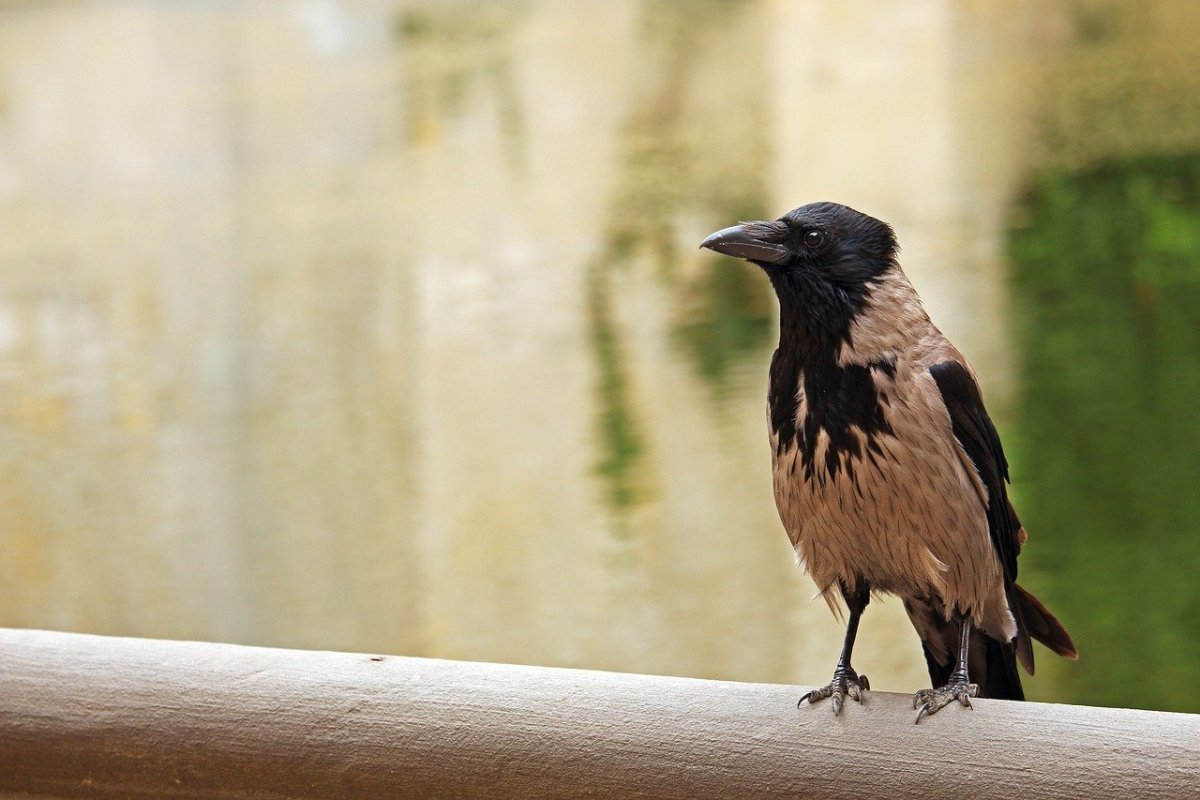 Коричневый ворон