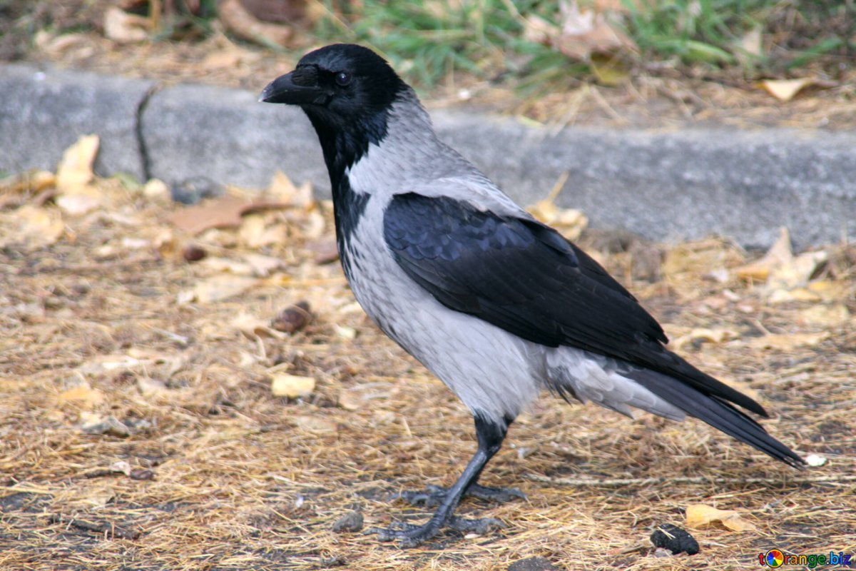 Афганский Грач птица фото