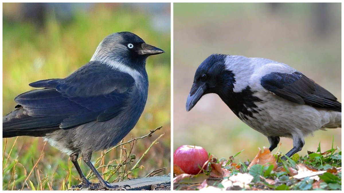 Ворона Галка Грач