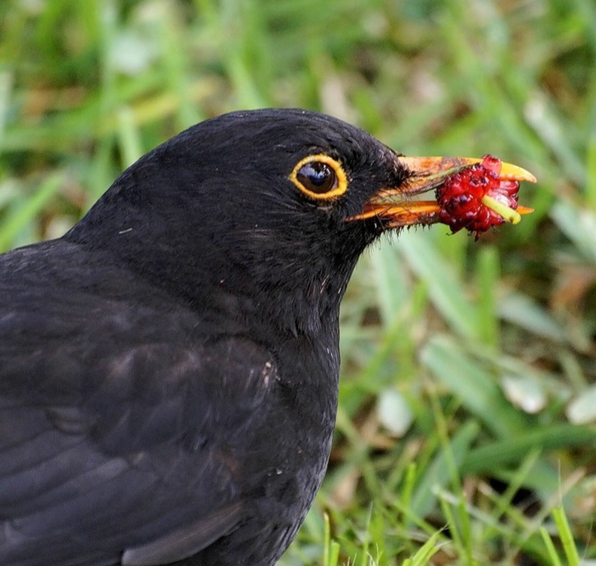 Обыкновенный скворец