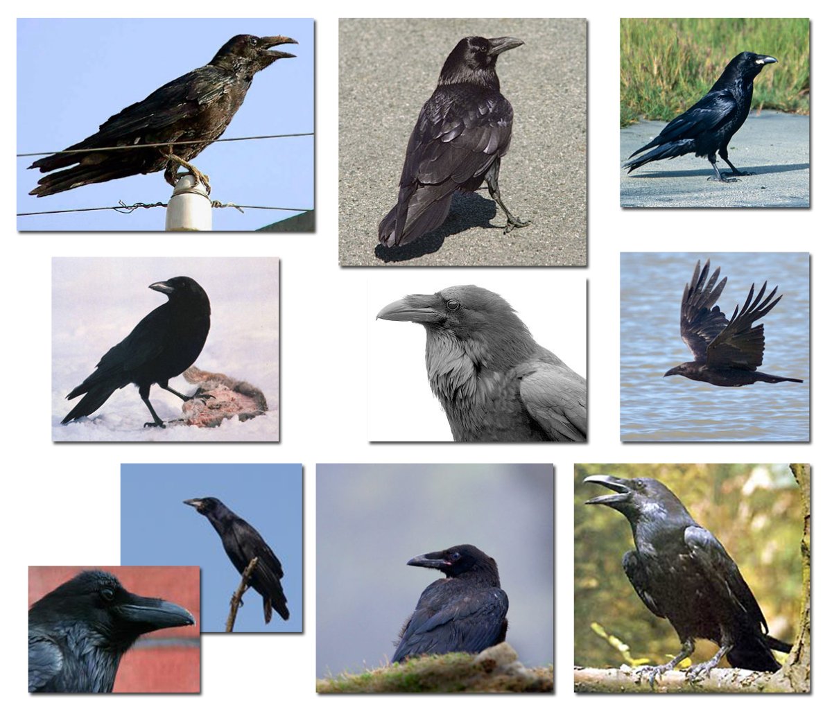 Строение птицы для детей