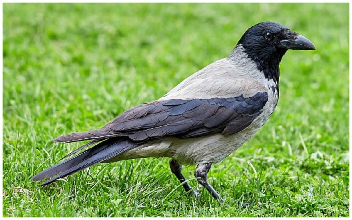 Птица стрекозушка фото