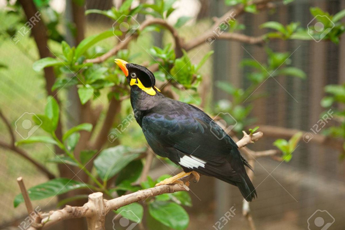 Ворона падальщик