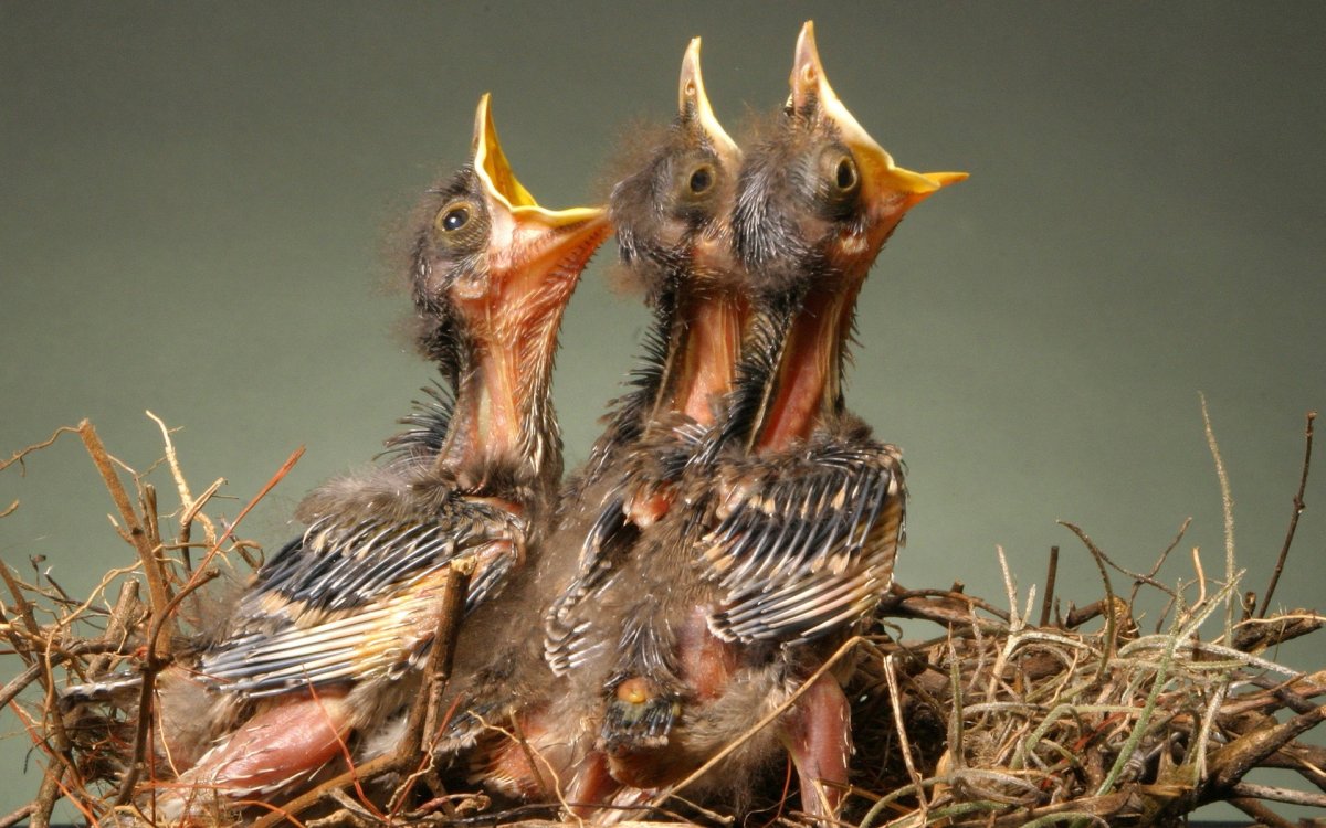 Грач маленький