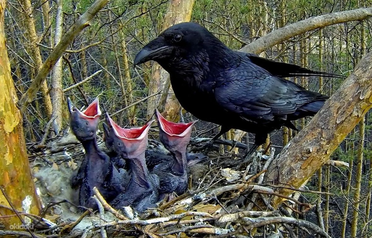 Насекомоядные птицы