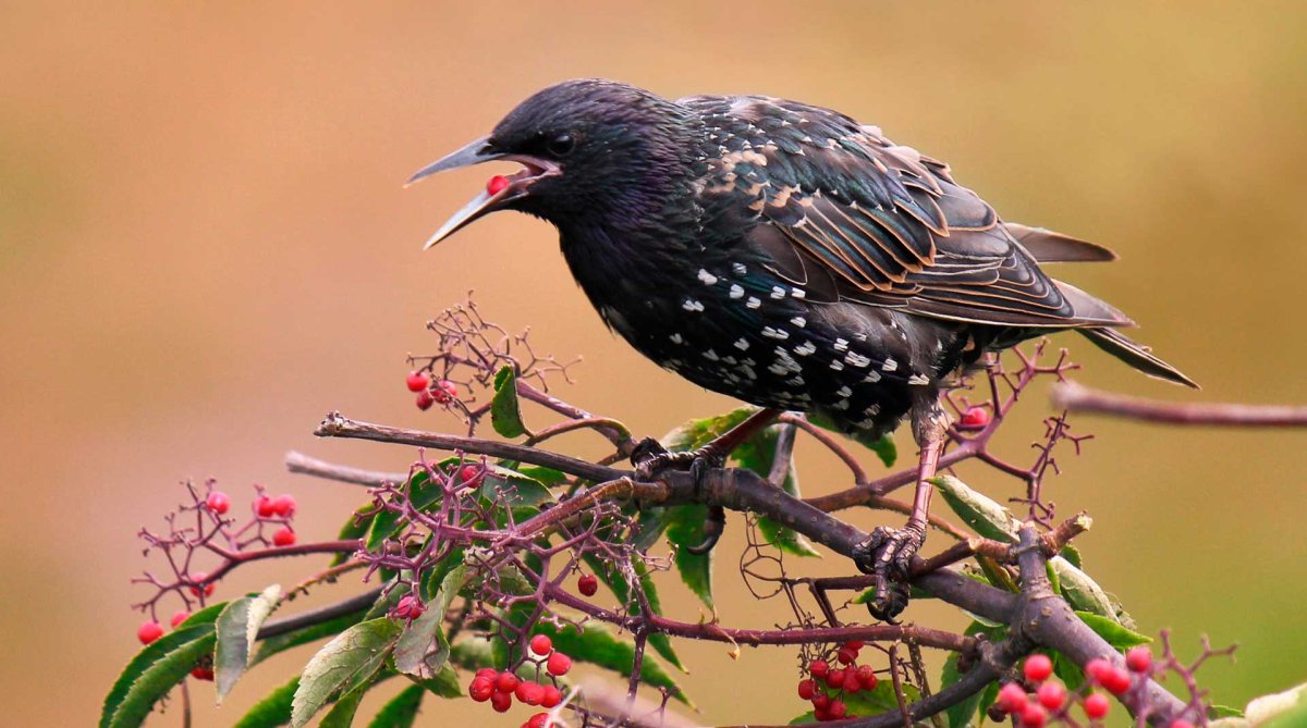 Сорока белобока птица