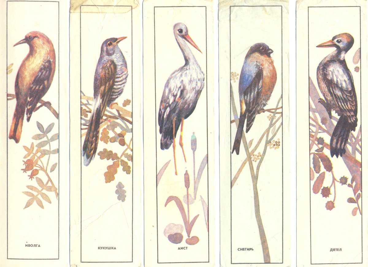 Какая из птиц является ядовитой