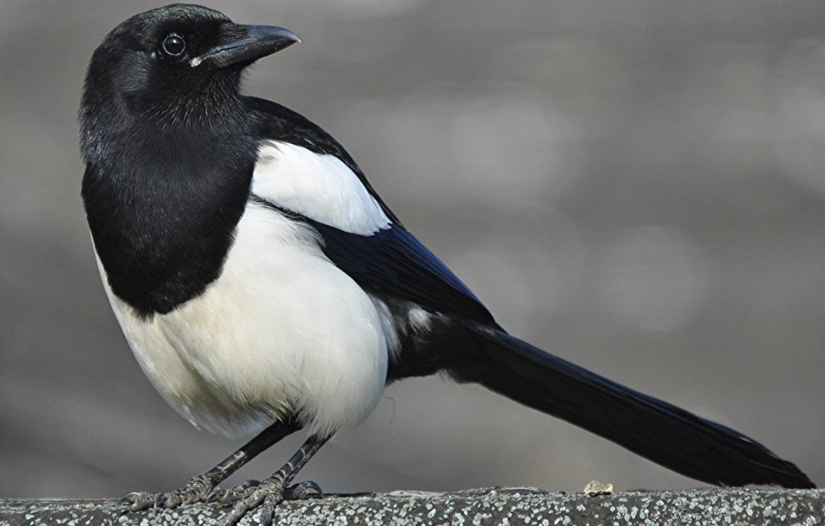 Птицы семейства врановых