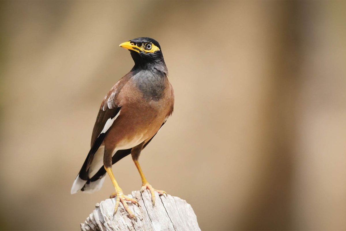 Ворон principalis