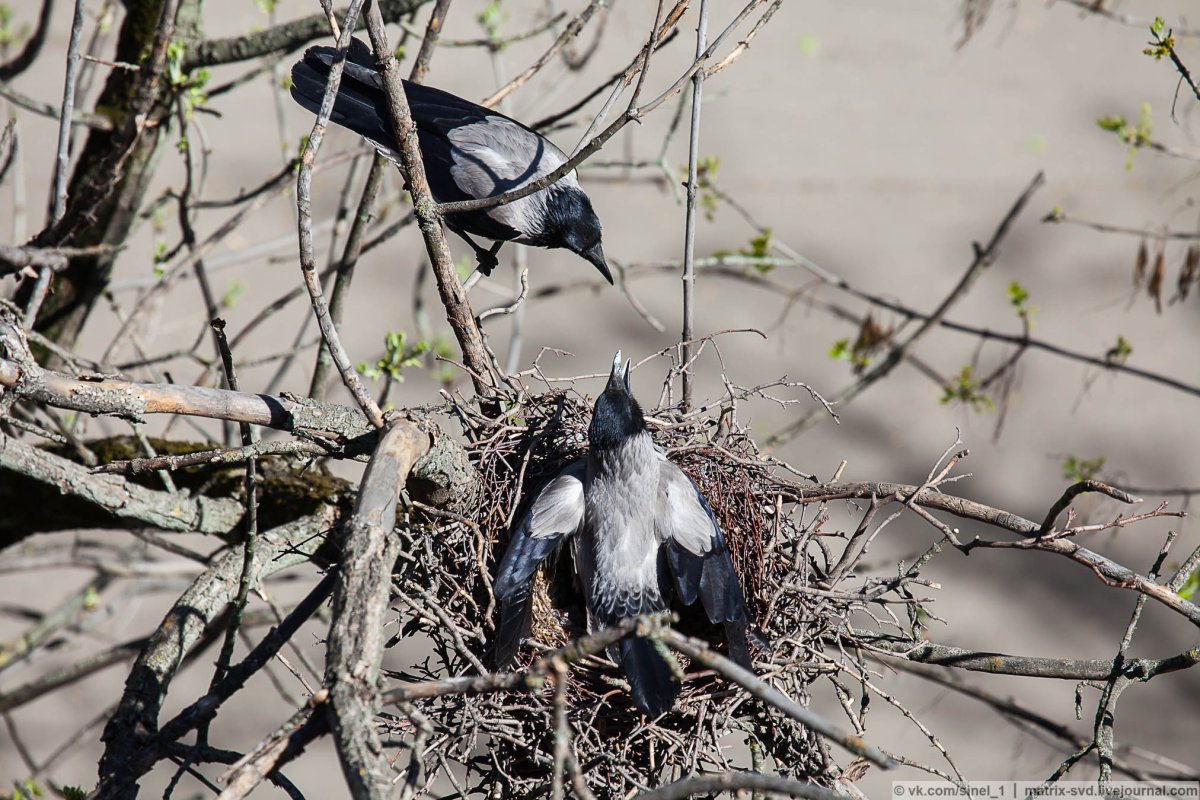 Толстоклювый ворон