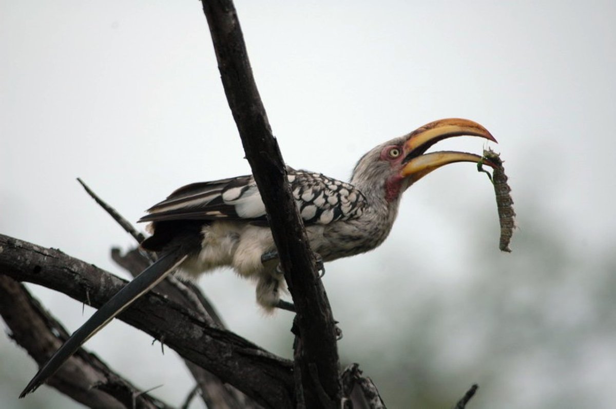 Строение клюва насекомоядных птиц