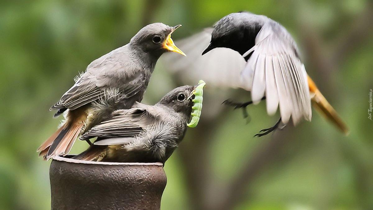 Птицы которые прилетают весной