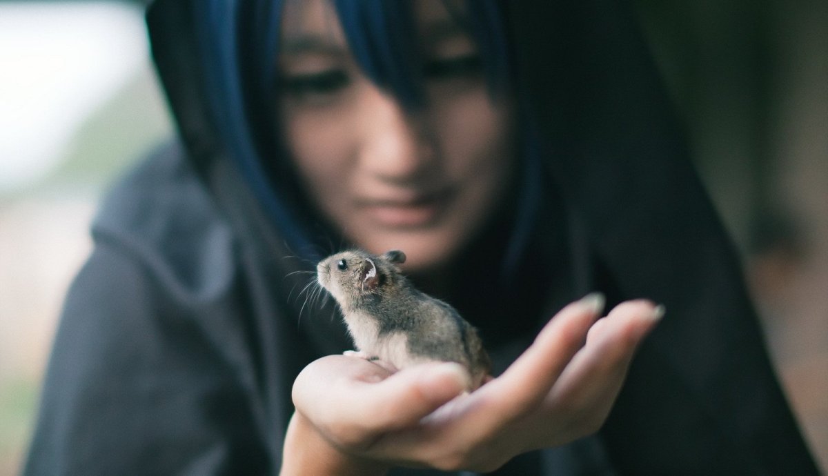 Красивые крысы