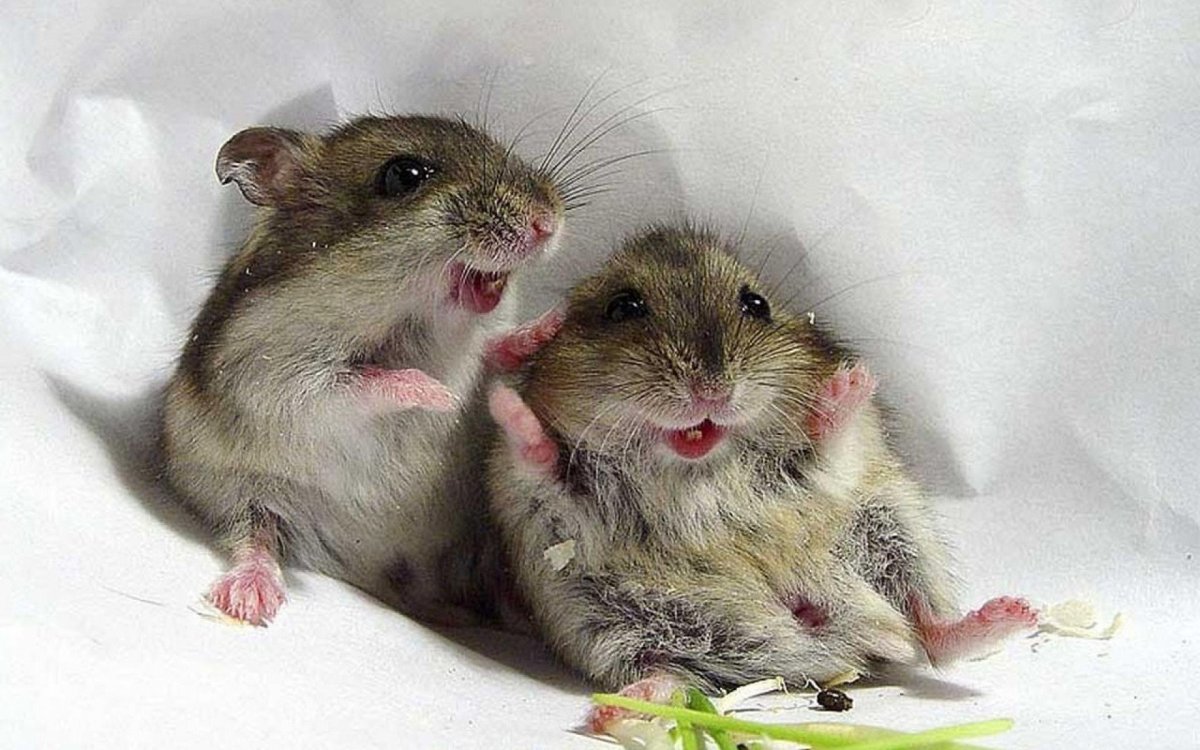 Мышка хомяк