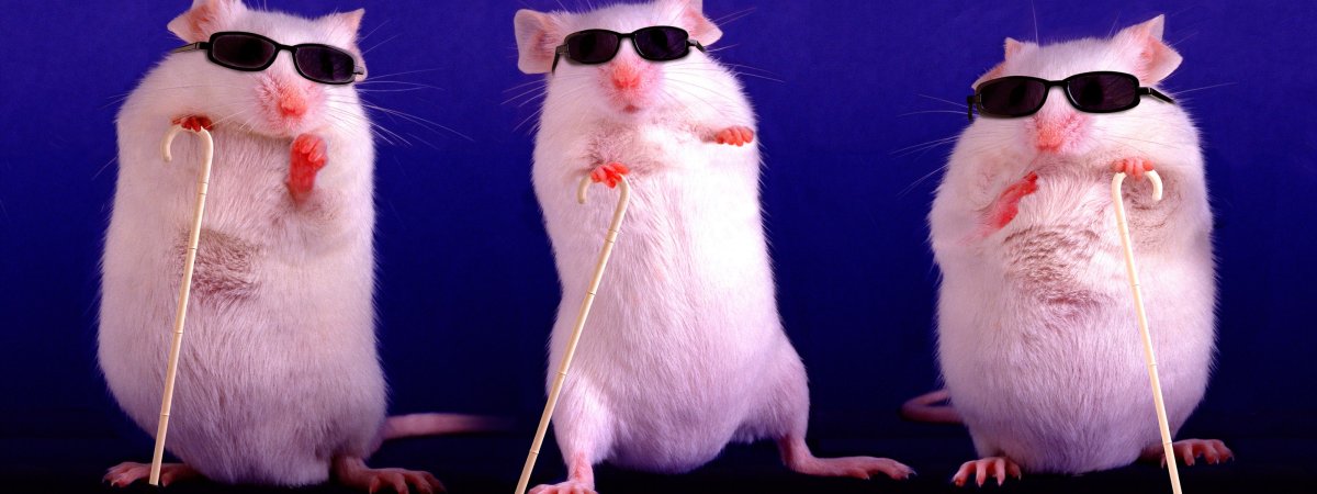 Крыса в очках