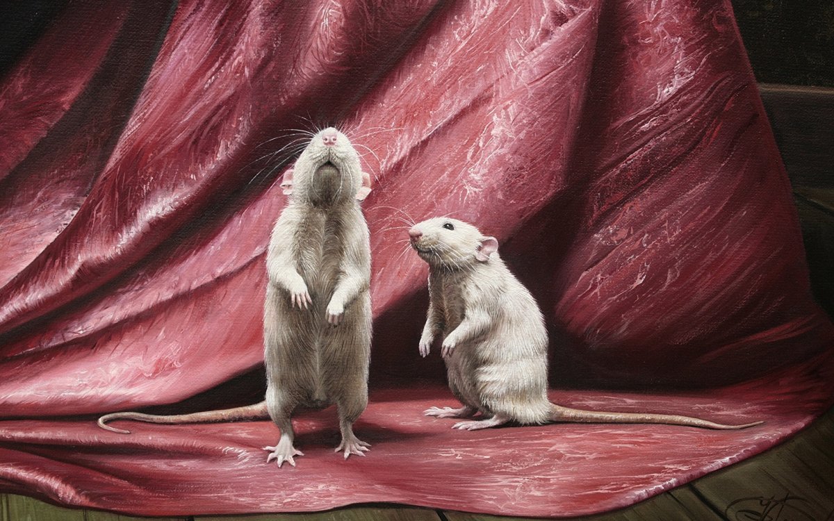 Парные обои с крысами