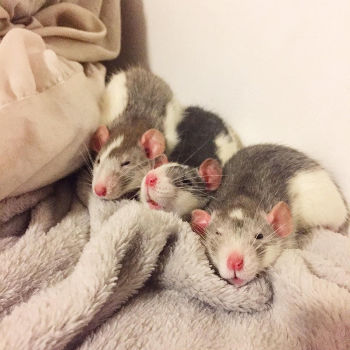 Три милые крысы