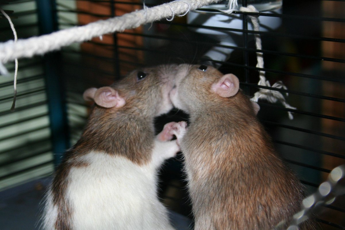 Реми Рататуй