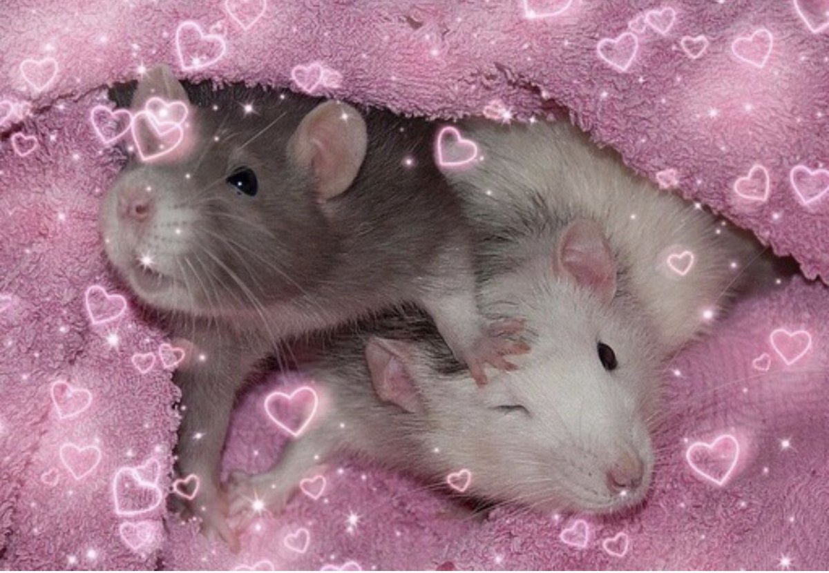Влюбленная крыса