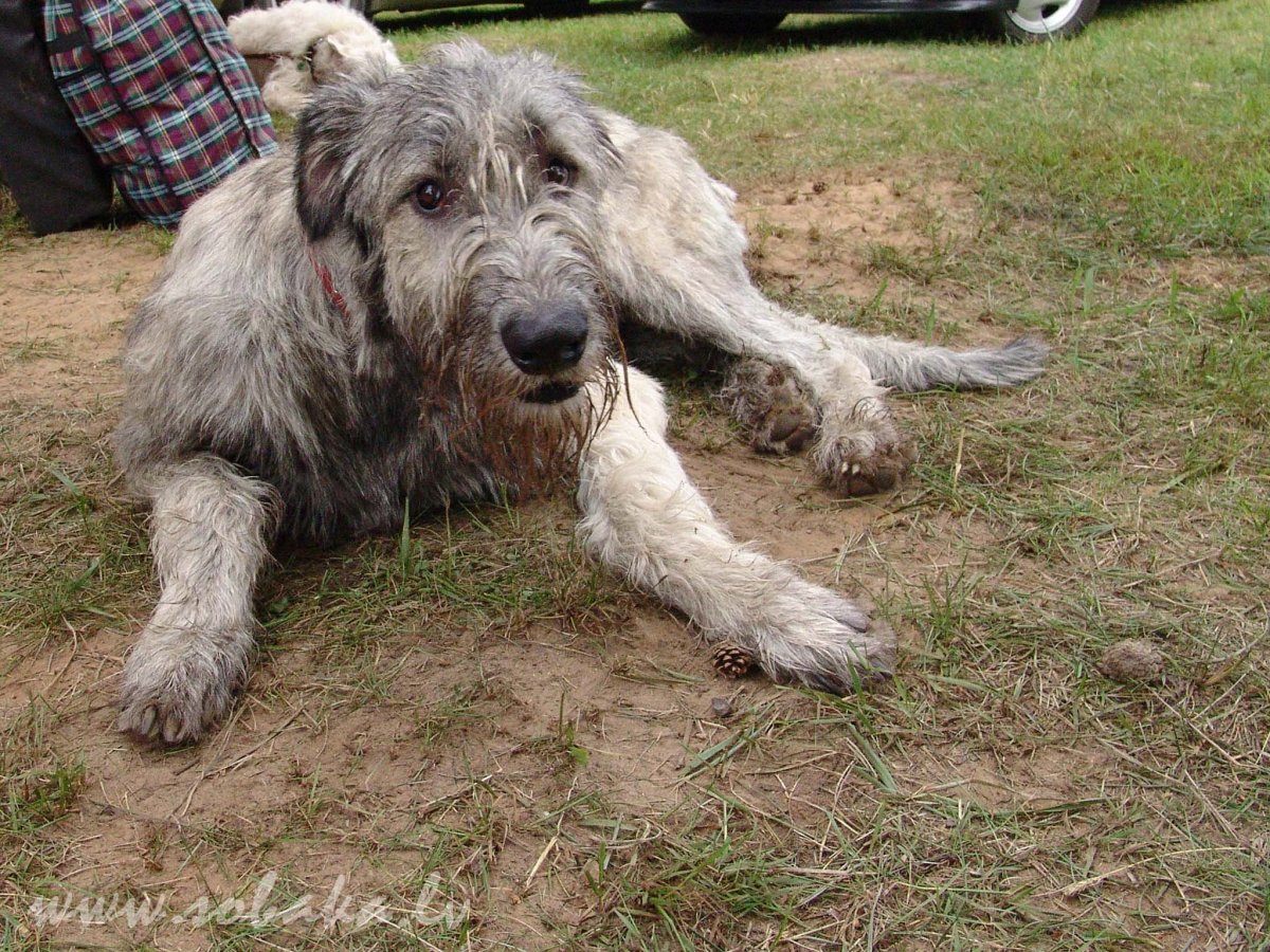 Волкодав собака русский