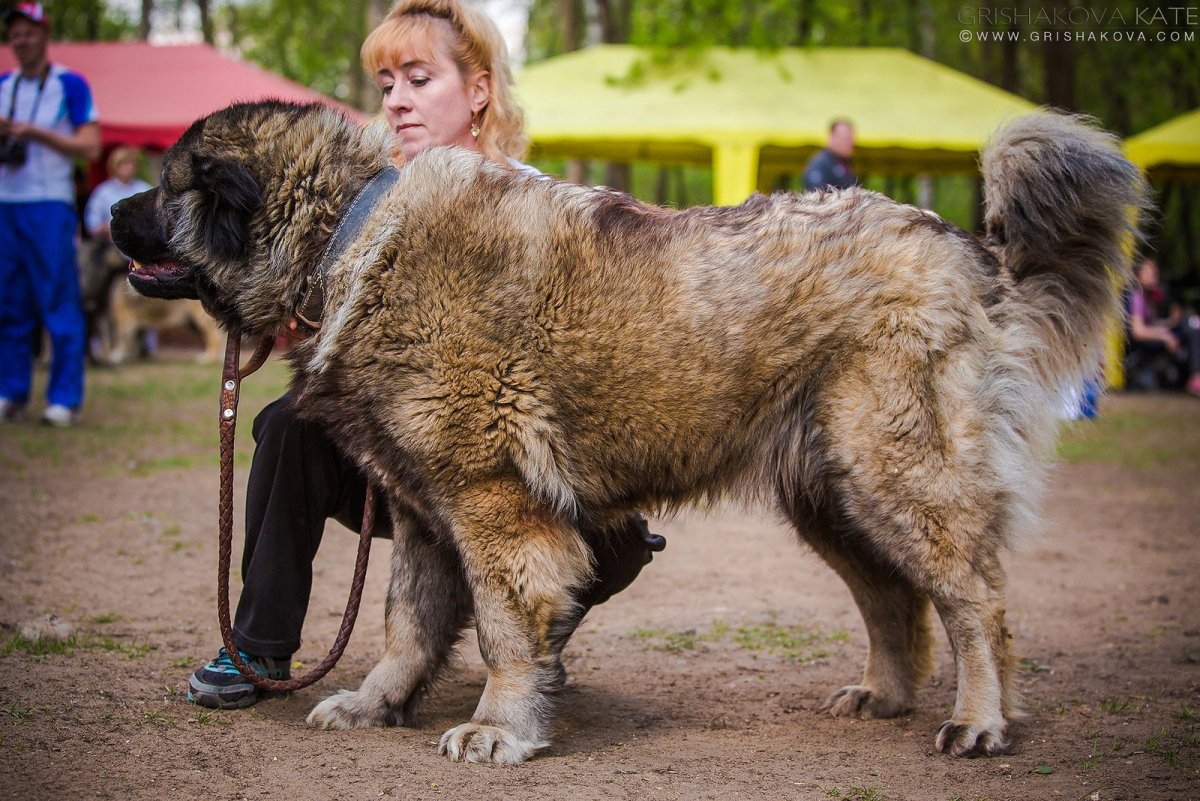 Порода собак Сибирский волкодав