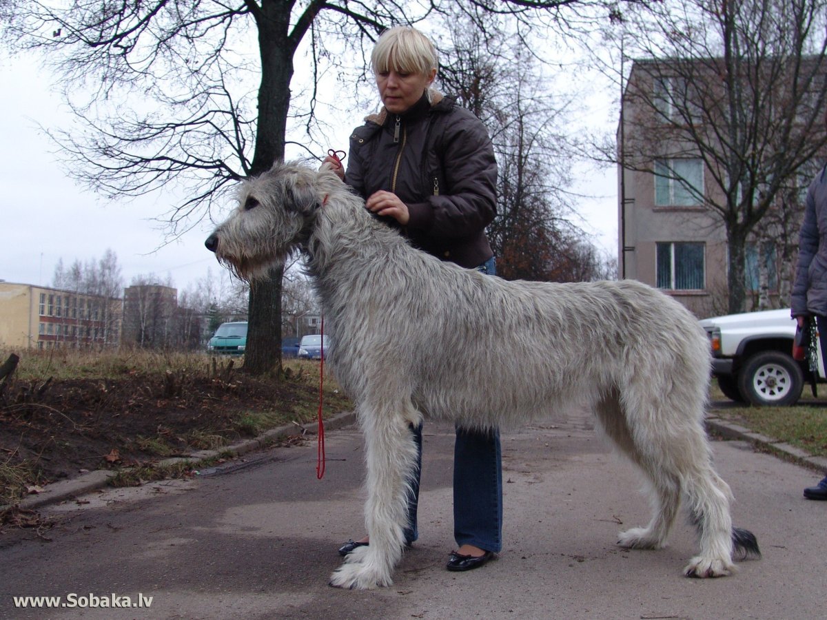 Овчарка Сибирская и волкодав
