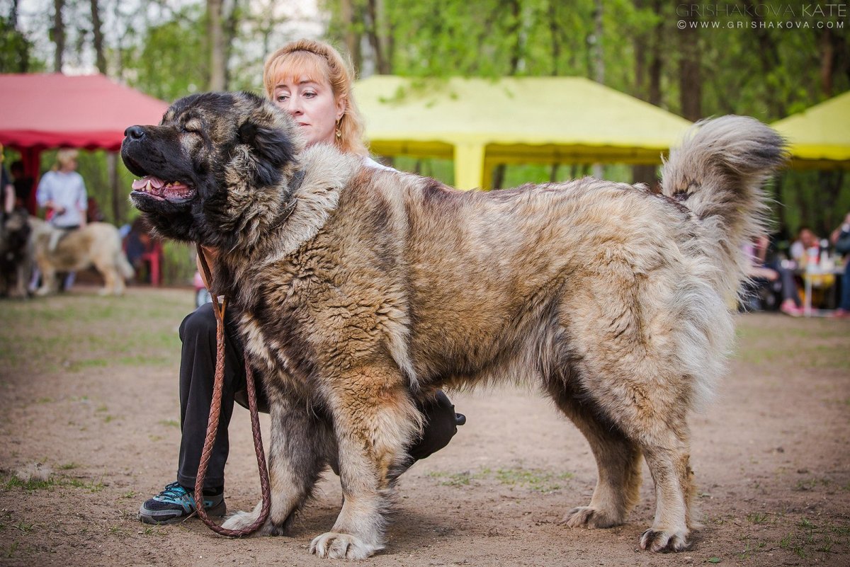 Волкодав собака
