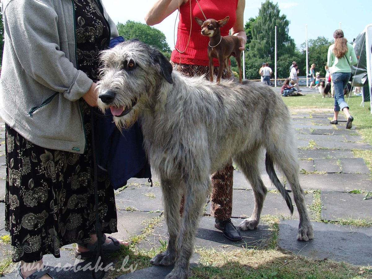 Русский волкодав
