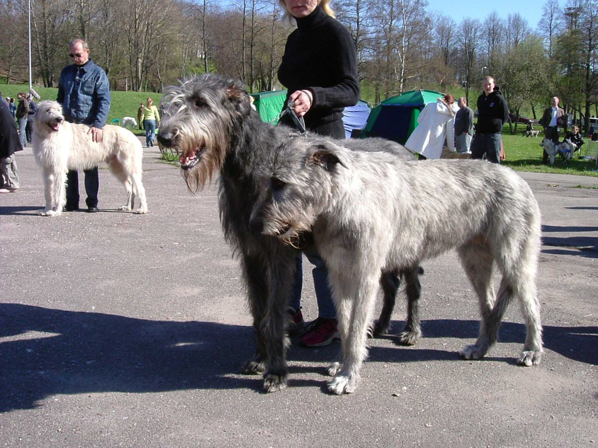 Шпецнаузер собака волкодав