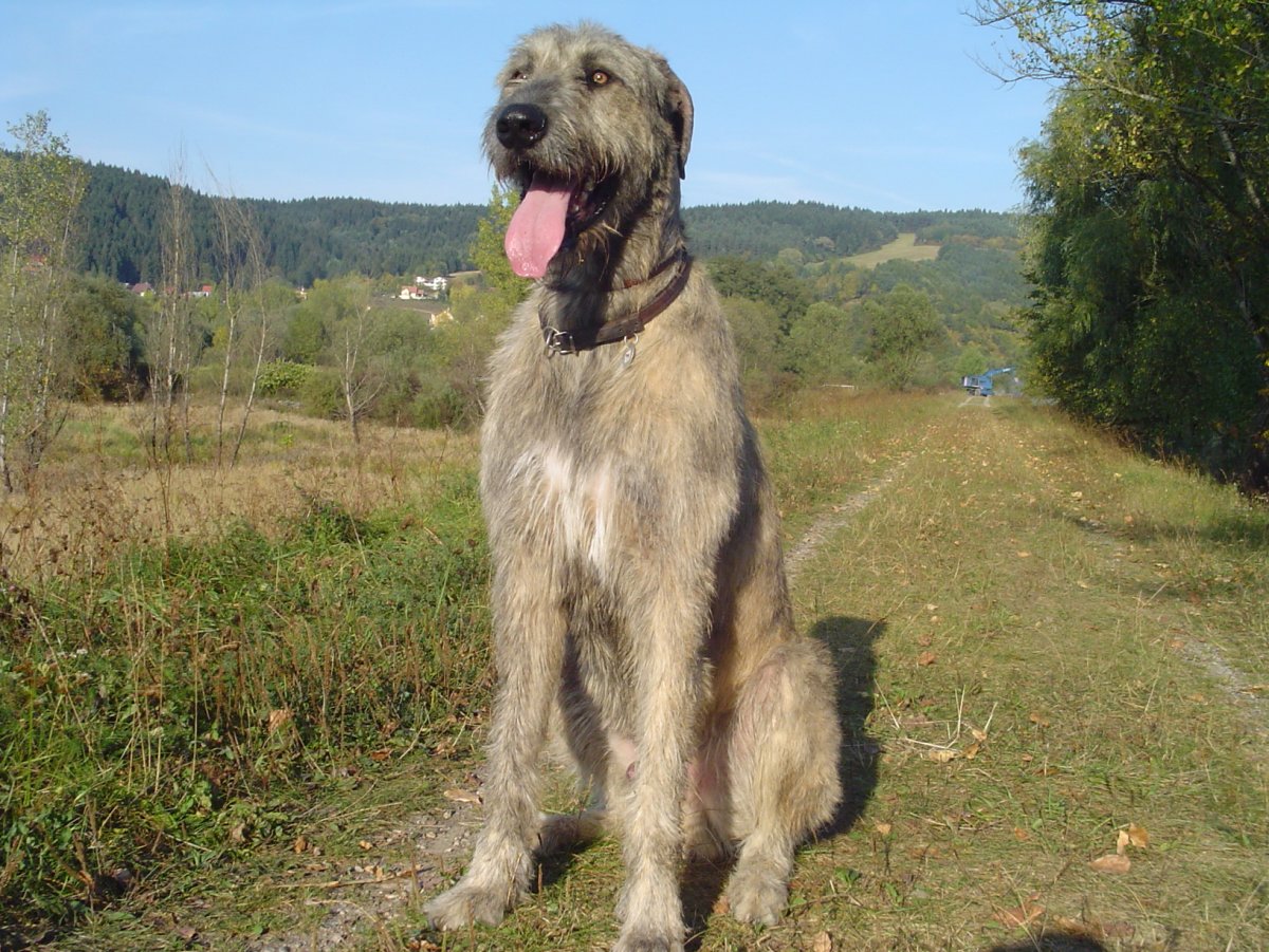 Южнорусская овчарка