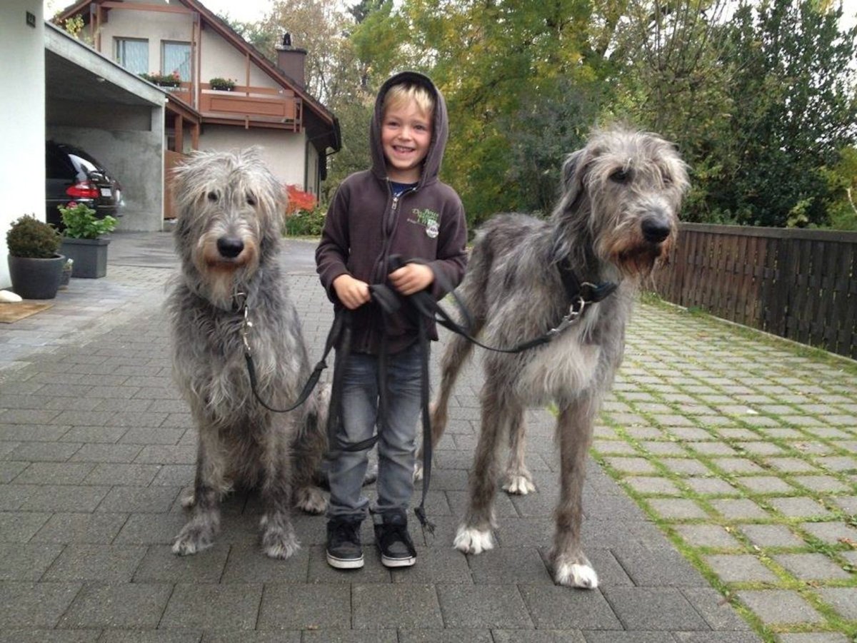 Ирландский волкодав в Москве